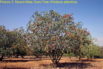 Mount Atlas Gum Tree