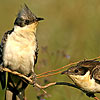 Great Spotted Cuckoo