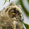 http://www.israbirding.com/gallery/gallery_images/tn_long-eared_owl_rami_2.jpg