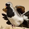 Namaqua Dove