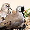 Namaqua Dove