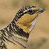 Pin-tailed Sandgrouse