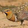 Pin-tailed Sandgrouse