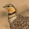 Pin-tailed Sandgrouse