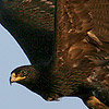Spotted Eagle