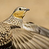 Spotted Sandgrouse