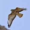 Steppe Buzzard