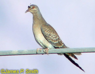 Oriental Turtle Dove