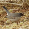 Menetries's Warbler