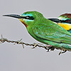 Blue-cheecked & European Bee-eaters