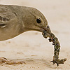 Pale Rock Sparrow