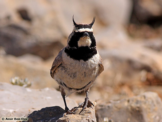 Shore Lark Eremophila alpestris bicornis 