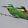 Bee-eaters