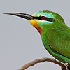 Blue-cheeked Bee-eater