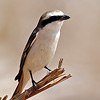 Isabelline Shrike