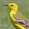 Yellow Wagtail