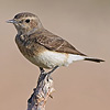 Pied Wheatear female