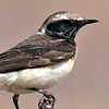 Pied Wheatear male