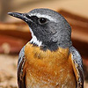 White-throated Robin male