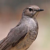 White-throated Robin female