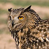http://www.israbirding.com/reports/birding_reports/western_negev_02-04-dec-05/tn_eagle_owl_rony.jpg