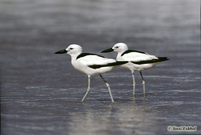 Crab Plover Dromas ardeola