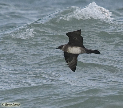 Arctic Skua