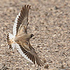Thick-billed Lark