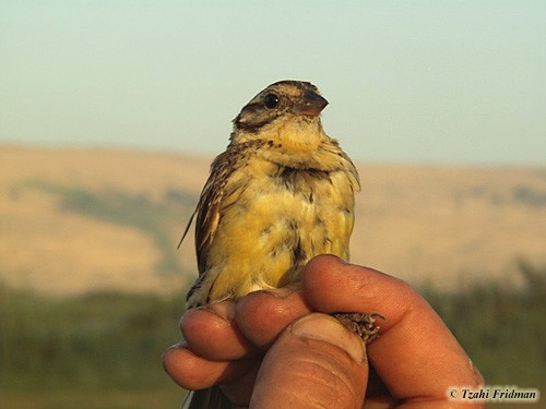 Yellow-Breasted Bunting Emberiza aureola
