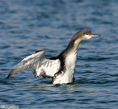 Black-throated Diver
