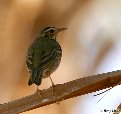 Olive-backed Pipit