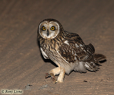Short-eared Owl Asio flammeus