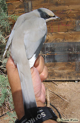 Grey Hypocolius