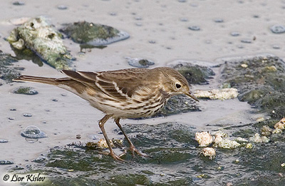 Buff-bellied Pipit Anthus japonicus