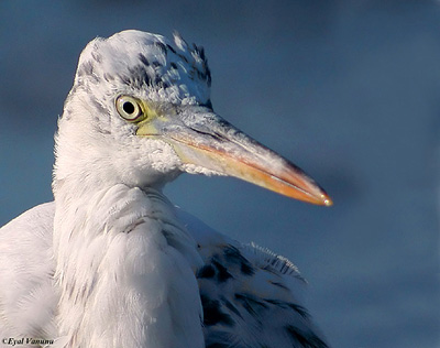 Western Reef Heron Egretta gularis