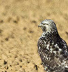 Rough-legged Buzzard