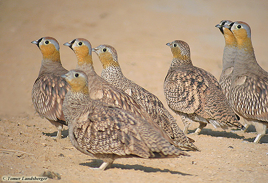 Crowned Sandgrouse