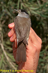 Blackcap