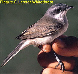 Lesser Whitethroat