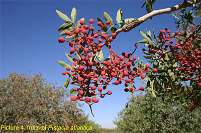 pistacia