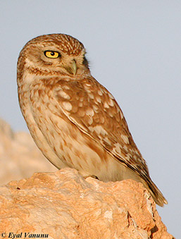 Little Owl