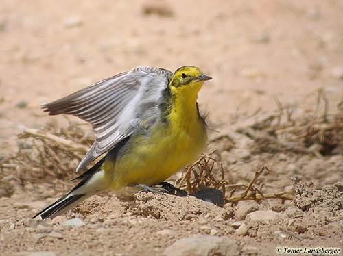 Citrine Wagtail