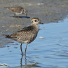 American Golden Plover, Maagan Michael, November 2008