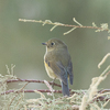 Red-flancked Bluetail, November 2011, Eilat