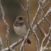 Dark-throated Thrush, Kerem Ben Zimra, January 2011