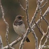 Dark-throated Thrush, Kerem Ben Zimra, January 2011