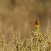 Red-headed Bunting, Nizzana, May 2010