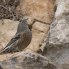 Alpine Accentor, Arbel cliff, January 2015