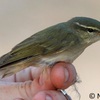 Arctic Warbler, Eilat, September 2018