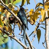 Ashy Drongo, Gan Shmuel, December 2014